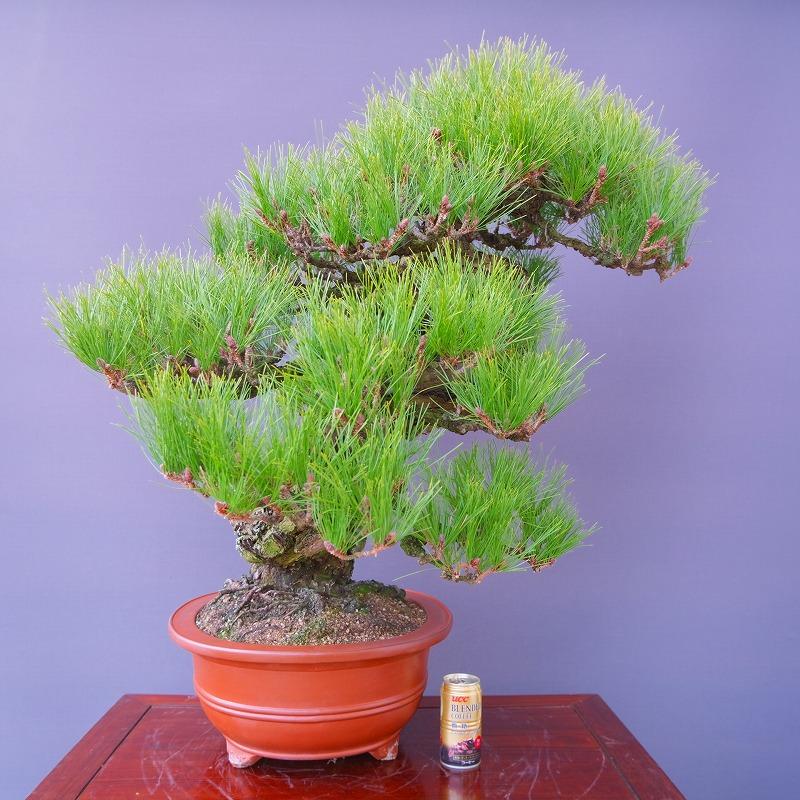 株)一樹園 山採り赤松 大品盆栽/樹齢200年 : 一樹園 - 通販 株)一樹園 山採り赤松 大品盆栽/樹齢200年 : 一樹園 - 通販