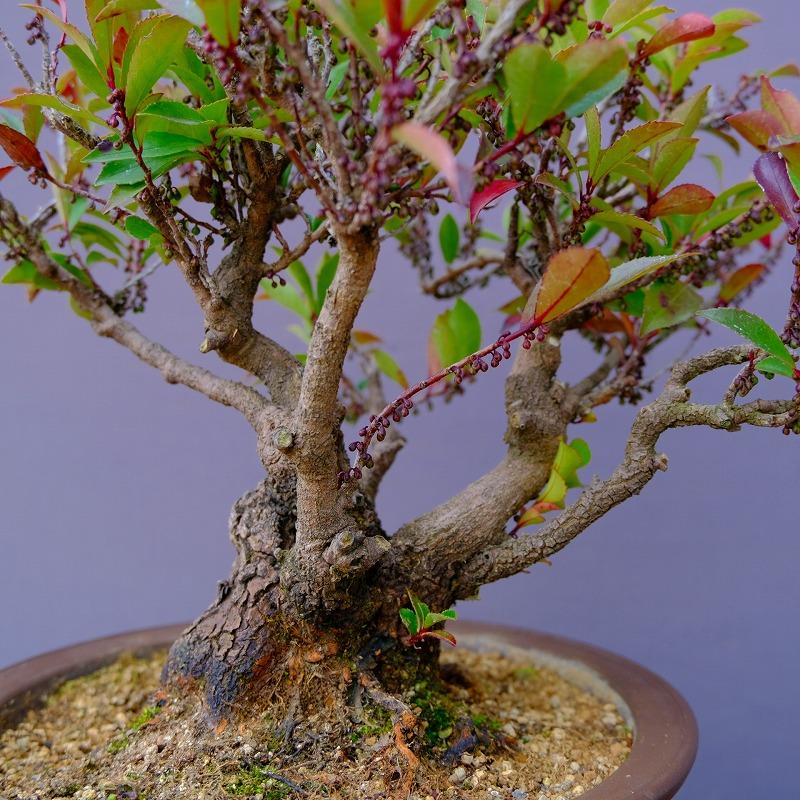 ハマヒサカキ 盆栽