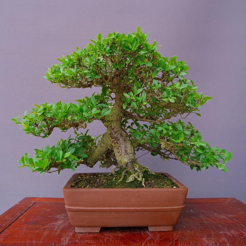 株）一樹園 くちなし 中品盆栽／樹齢40年 : -204 : 一樹園 - 通販 