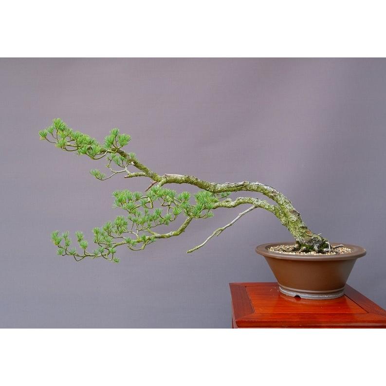 黒松（持ち込み古い） 黒松 中品盆栽 持ち込み古い