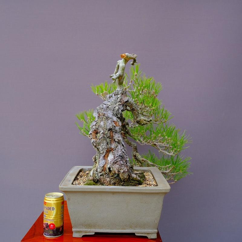 株)一樹園 山採り黒松【専山鉢】 中品盆栽 樹齢80年 : 一樹園 株)一樹園 山採り黒松【専山鉢】 中品盆栽 樹齢80年 : 一樹園