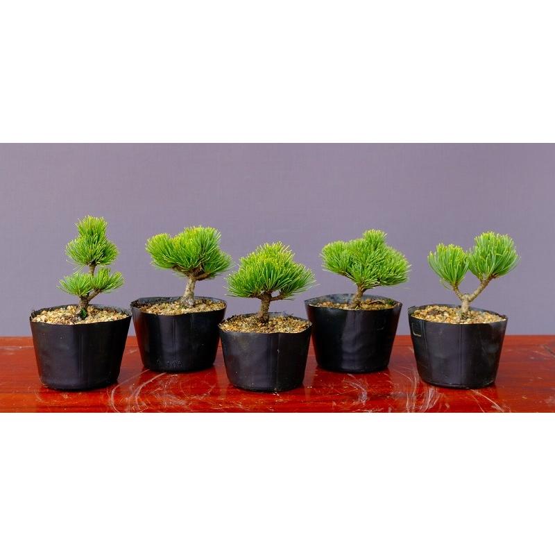 宮島五葉松　　[模様木]　小品盆栽 五葉松 - 宮島 小品盆栽（将来性抜群 素材） いよじ園 : 盆栽-いよじ園