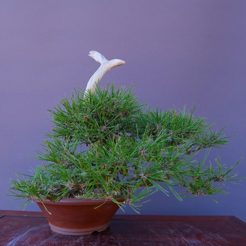 株）一樹園 赤松 中品盆栽／樹齢40年 : 一樹園 - 通販 - Yahoo