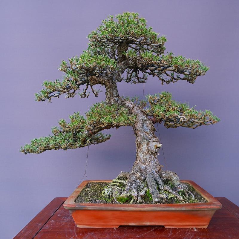 株）一樹園 寿松 大品盆栽／樹齢60年 : 一樹園 - 通販 - Yahoo