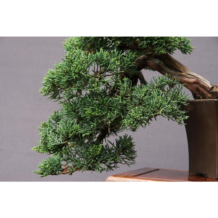 株）一樹園 真柏 小品盆栽／樹齢30年 : 一樹園 - 通販 - Yahoo