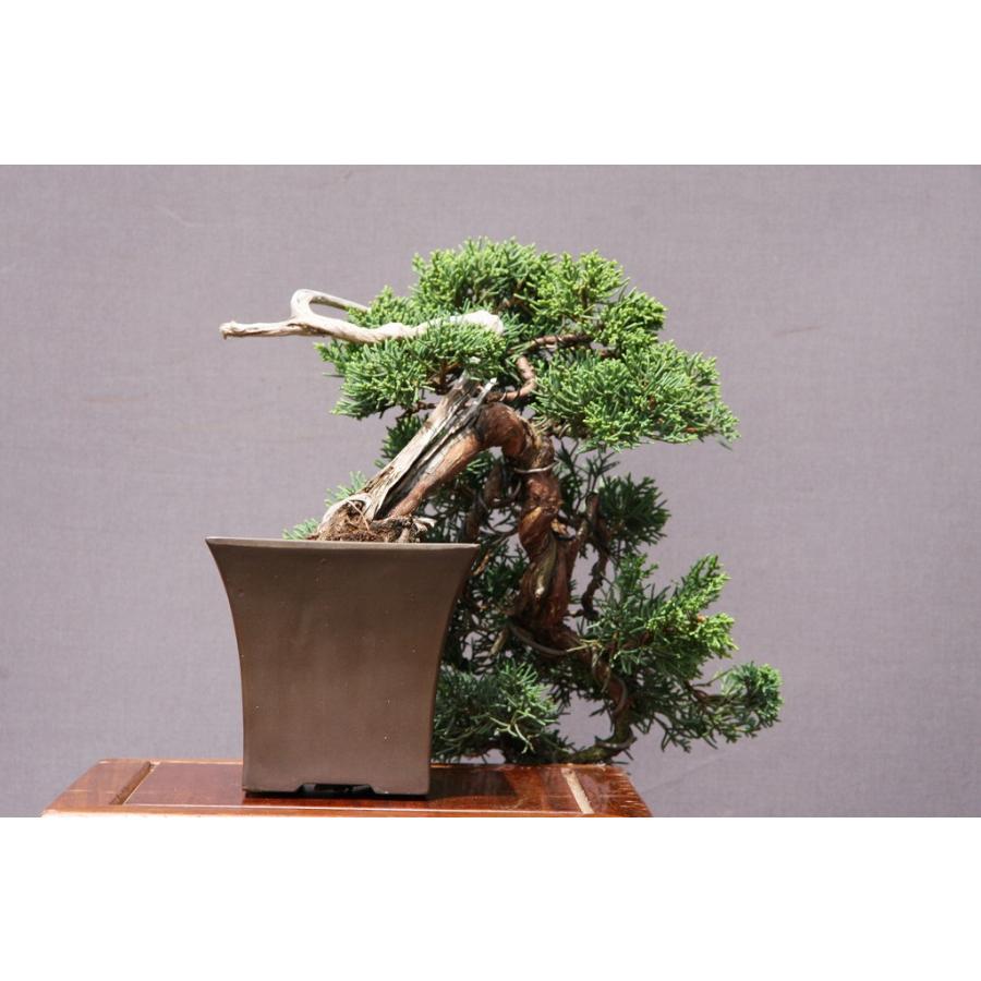 株）一樹園 真柏 小品盆栽／樹齢30年 : 一樹園 - 通販 - Yahoo