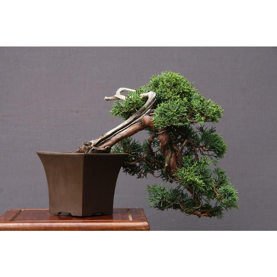 株）一樹園 真柏 小品盆栽／樹齢30年 : 一樹園 - 通販 - Yahoo