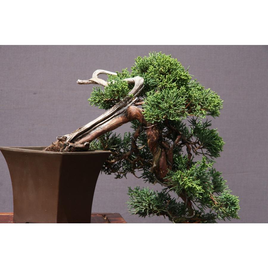 株）一樹園 真柏 小品盆栽／樹齢30年 : 一樹園 - 通販 - Yahoo