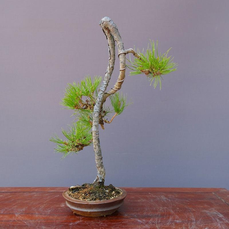 ※引取限定※　盆栽　赤松　樹高58cm 盆栽 松 赤松 樹高 約27cm あかまつ Pinus densiflora アカマツ red