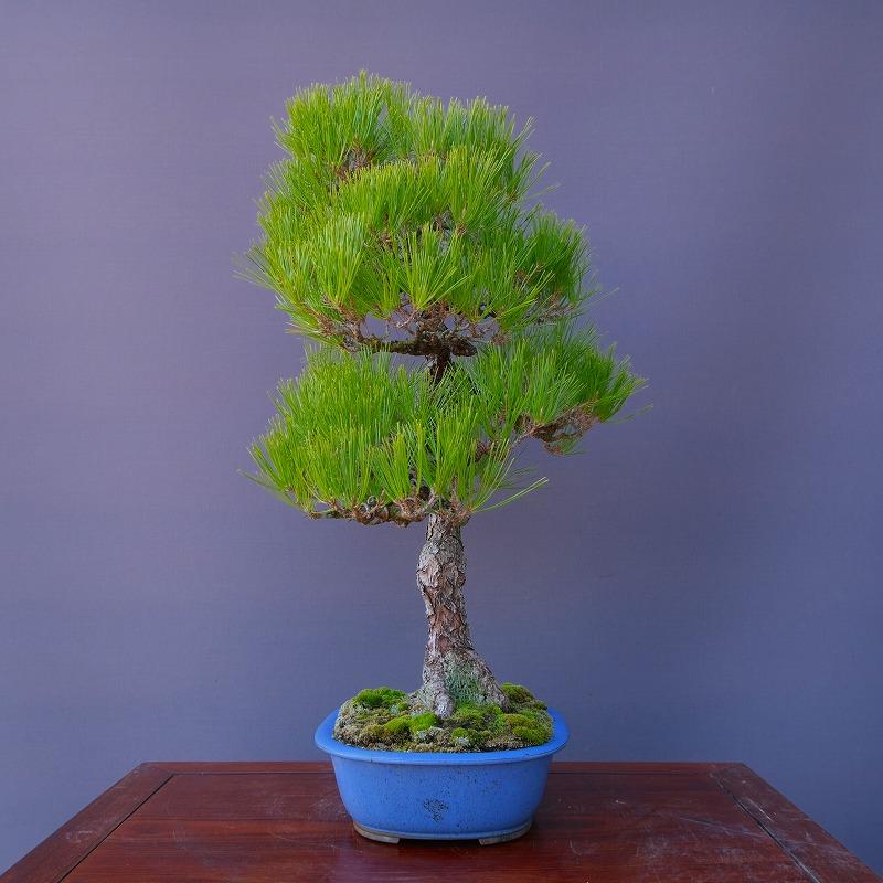 黒松 50年