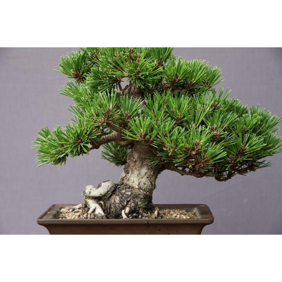 （株）一樹園　　　千寿丸　　小品盆栽／樹齢25年　　　　　　黒松五葉松真柏楓梅皐月欅植木蘭鉢お花お祝い