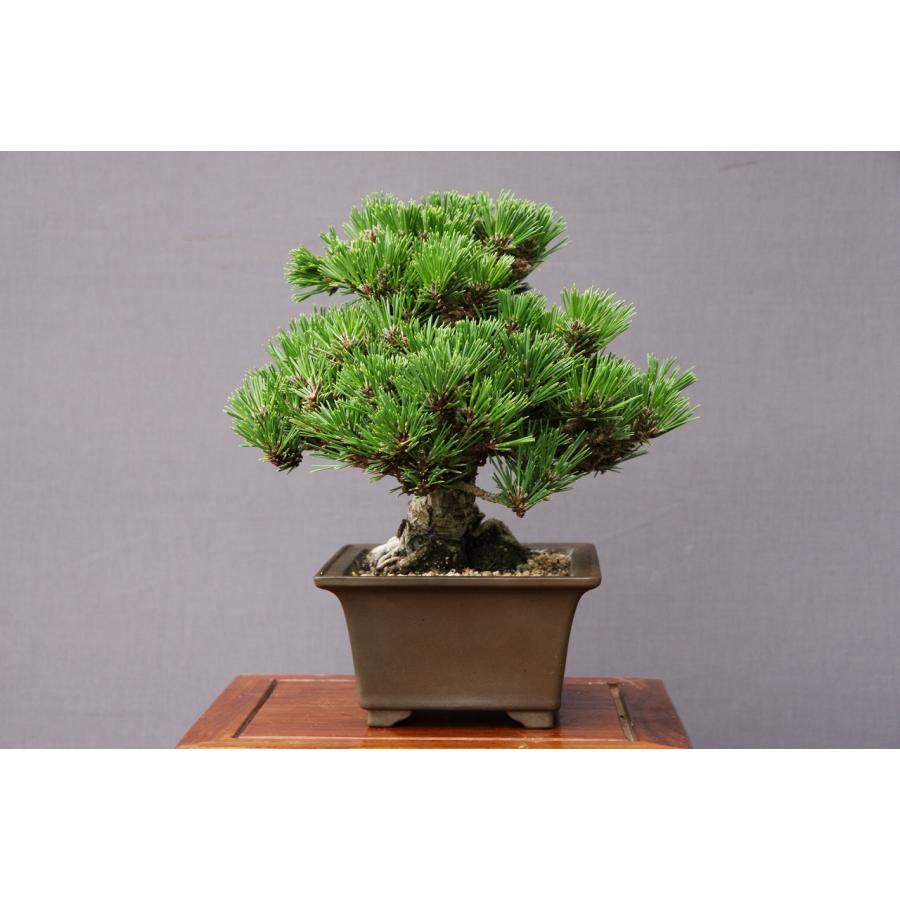 （株）一樹園　　　千寿丸　　小品盆栽／樹齢25年　　　　　　黒松五葉松真柏楓梅皐月欅植木蘭鉢お花お祝い