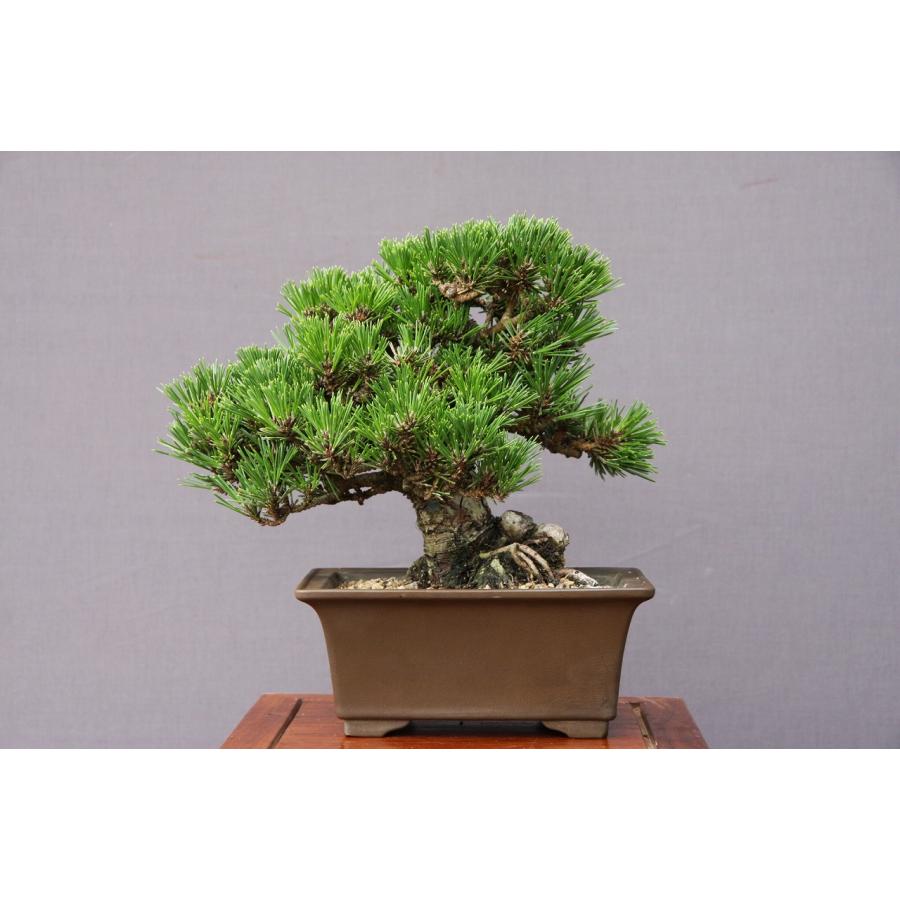 （株）一樹園　　　千寿丸　　小品盆栽／樹齢25年　　　　　　黒松五葉松真柏楓梅皐月欅植木蘭鉢お花お祝い