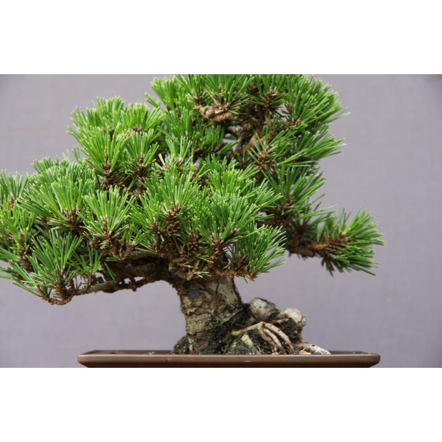 （株）一樹園　　　千寿丸　　小品盆栽／樹齢25年　　　　　　黒松五葉松真柏楓梅皐月欅植木蘭鉢お花お祝い