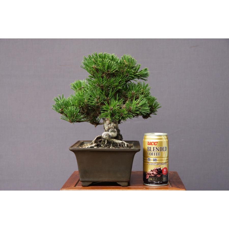 （株）一樹園　　　千寿丸　　小品盆栽／樹齢25年　　　　　　黒松五葉松真柏楓梅皐月欅植木蘭鉢お花お祝い