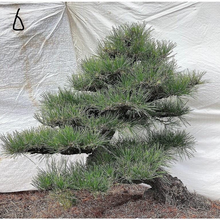 黒松 庭木 樹高210cm ◆ 近畿地方限定送料無料 黒松 庭木 ◇ 近畿地方限定送料無料 - メルカリ