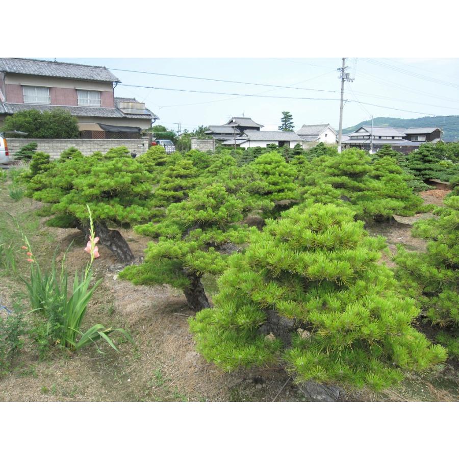 株）一樹園 山採り黒松 庭木／樹齢150年 樹勢、根良好 : 一樹園 - 通販