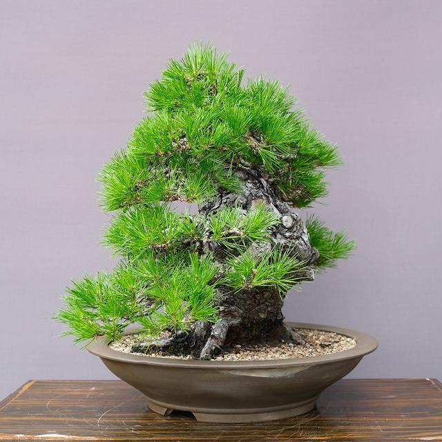 株）一樹園 赤松 中品盆栽／樹齢80年 : 一樹園 - 通販 - Yahoo