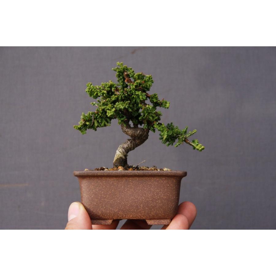 盆栽飾り台花台 時代 幽玄の美 一枚板 敷板85cm 桑材 珍木 変木 木材