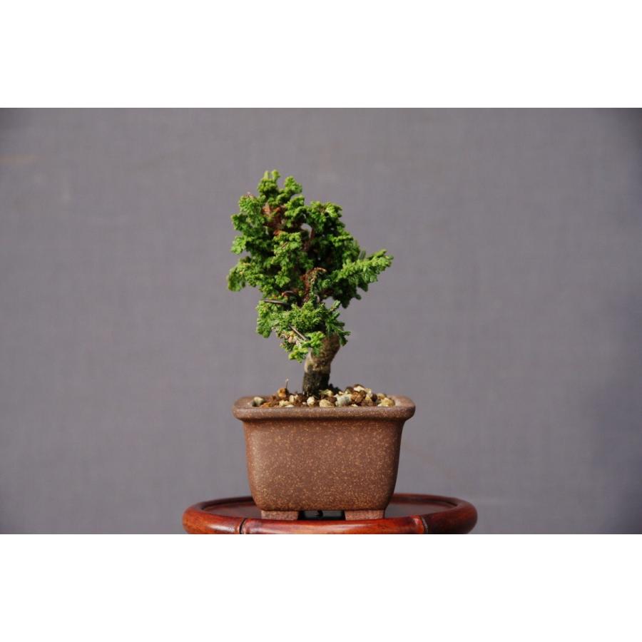 株）一樹園 石化桧 豆盆栽／樹齢10年 : 一樹園 - 通販 - Yahoo