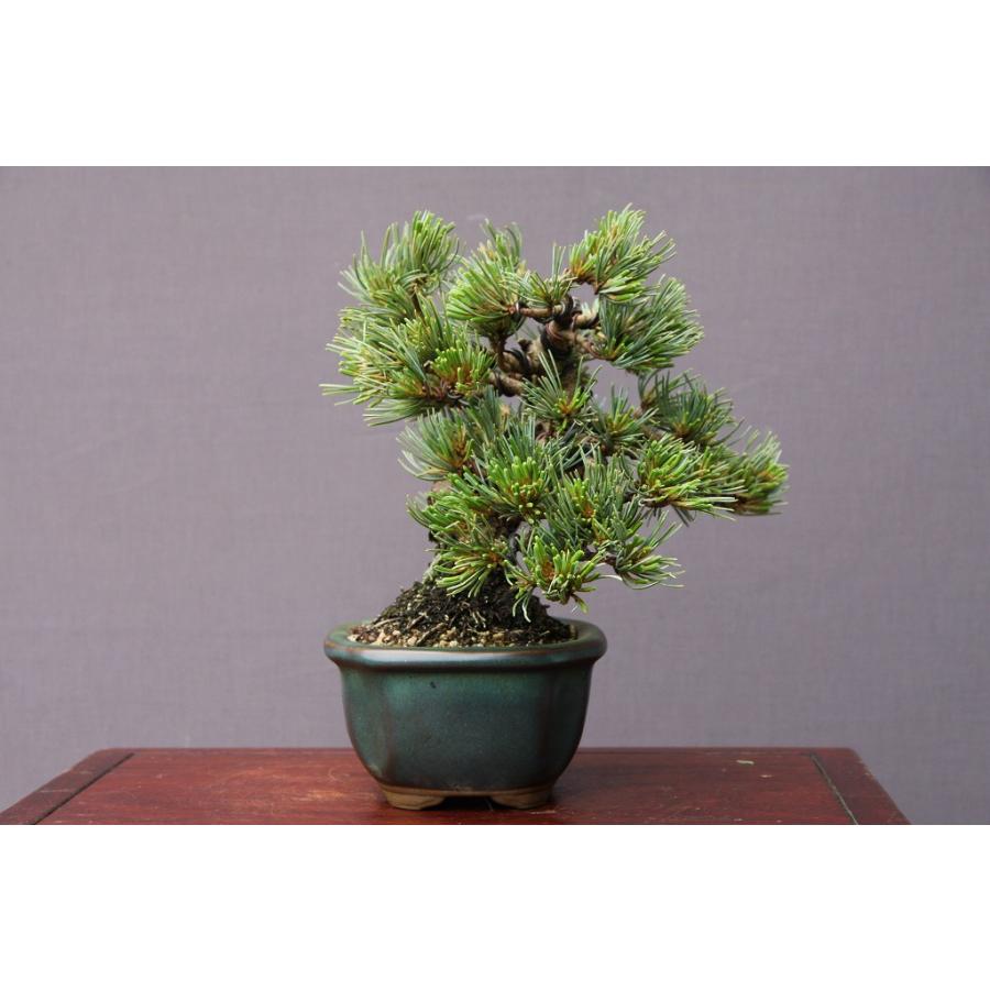 （株）一樹園　　宮島五葉松　　小品盆栽／樹齢２５年 （株）一樹園　　宮島五葉松　　小品盆栽／樹齢２５年 （株）一樹園　　宮島五葉松　　小品盆栽／樹齢２５年
