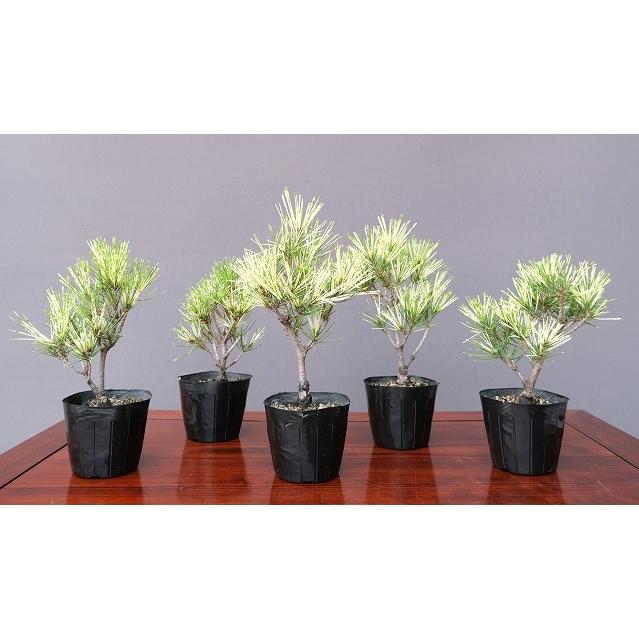 株）一樹園 蛇の目赤松 5本セット 小品盆栽／樹齢8年 : 一樹園 - 通販