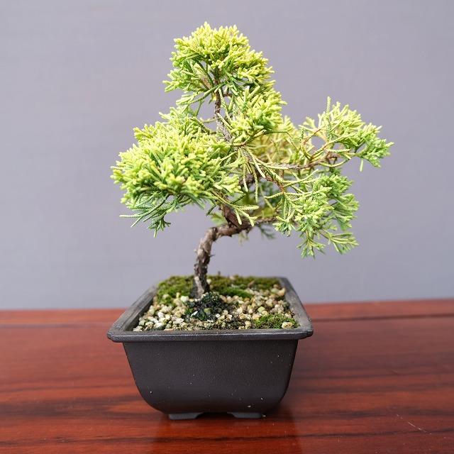 株）一樹園 黄金真柏 小品盆栽／樹齢6年 : 一樹園 - 通販 - Yahoo