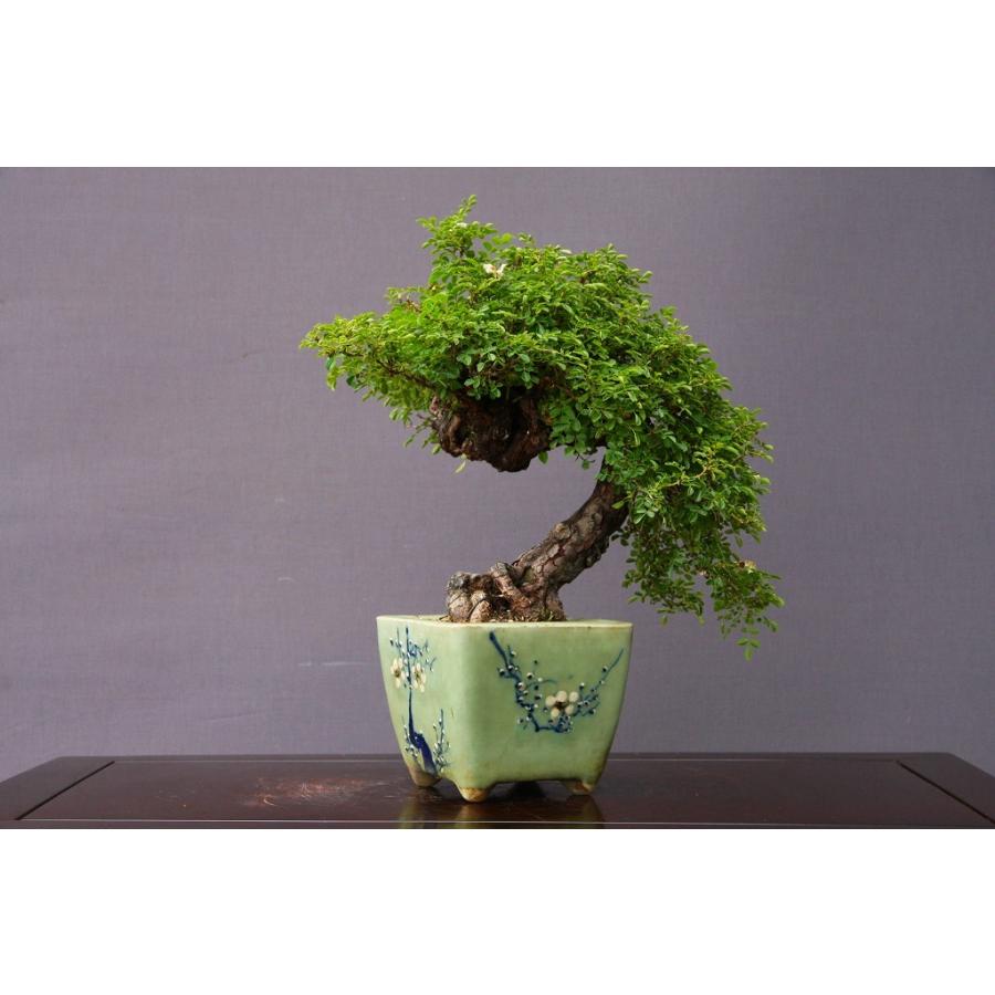 宅送 株 一樹園 山採り野バラ 貴風盆栽 樹齢４０年 黒松五葉松真柏楓梅皐月欅植木蘭鉢お花お祝いプレゼント 093 一樹園 通販 Yahoo ショッピング 再再販 Www Iccostierovico Edu It