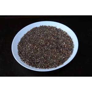 株）一樹園 三河黒松の種約500粒 【 数量限定 】 全国送料無料