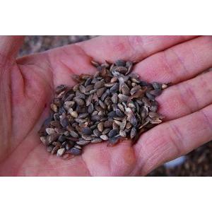 株）一樹園 三河黒松の種約500粒 【 数量限定 】 全国送料無料