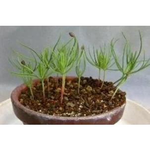 株）一樹園 三河黒松の種約500粒 【 数量限定 】 全国送料無料