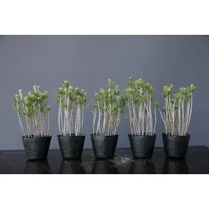 株）一樹園 三河黒松の種約500粒 【 数量限定 】 全国送料無料