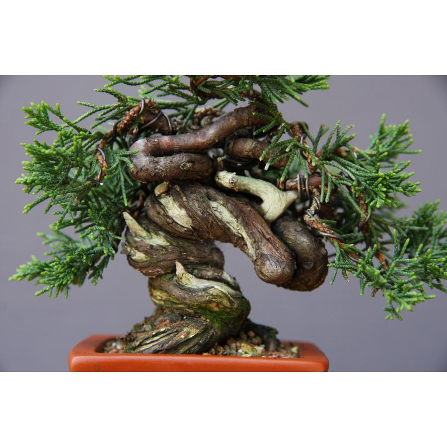 （株）一樹園　　糸魚川真柏　　豆盆栽／樹齢18年 （株）一樹園　　糸魚川真柏　　豆盆栽／樹齢18年