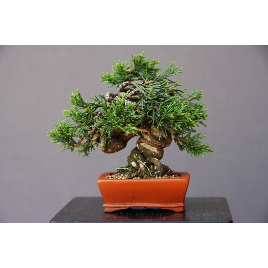 （株）一樹園　　糸魚川真柏　　豆盆栽／樹齢18年 （株）一樹園　　糸魚川真柏　　豆盆栽／樹齢18年