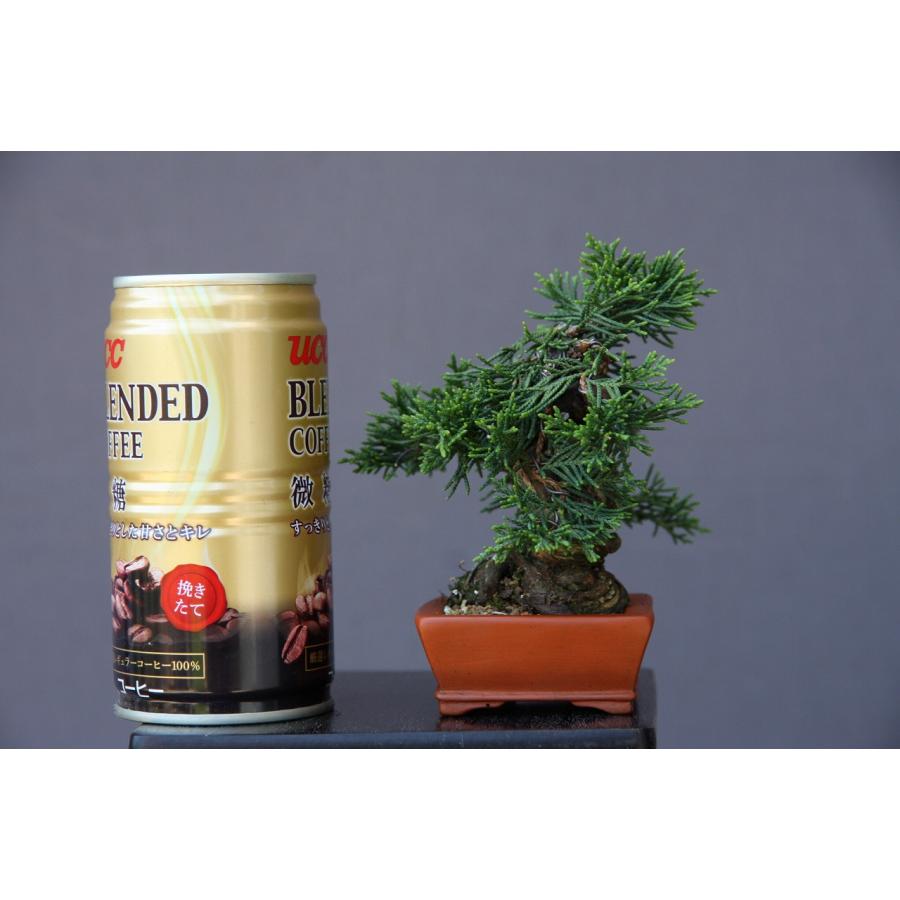 （株）一樹園　　糸魚川真柏　　豆盆栽／樹齢18年 （株）一樹園　　糸魚川真柏　　豆盆栽／樹齢18年