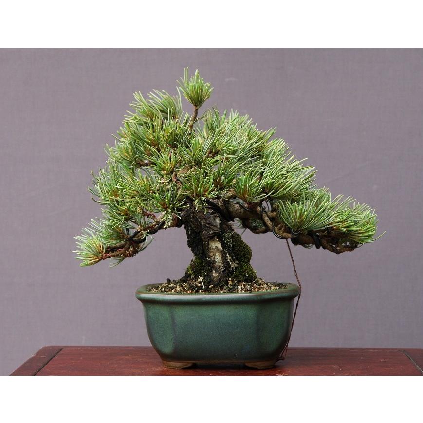 （株）一樹園　　宮島五葉松　　小品盆栽／樹齢２５年 