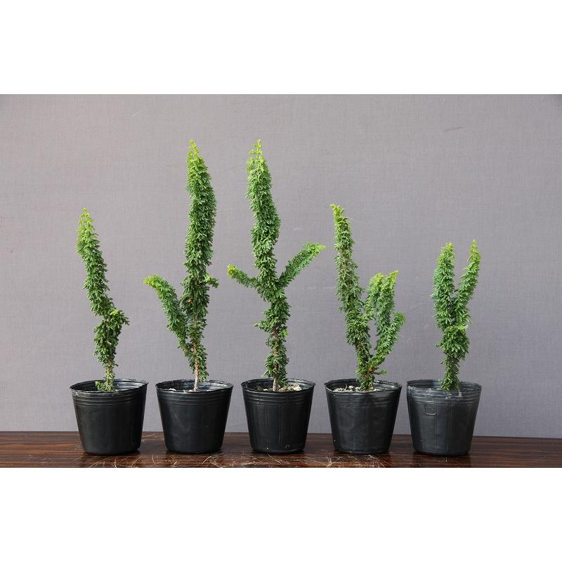 株）一樹園 石化桧5本セット 小品盆栽／樹齢5年 : 一樹園 - 通販