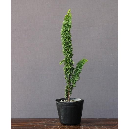 株）一樹園 石化桧5本セット 小品盆栽／樹齢5年 : 一樹園 - 通販