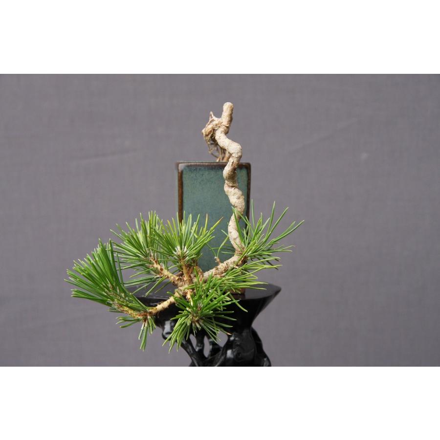 株）一樹園 黒松 小品盆栽／樹齢7年 : 一樹園 - 通販 - Yahoo