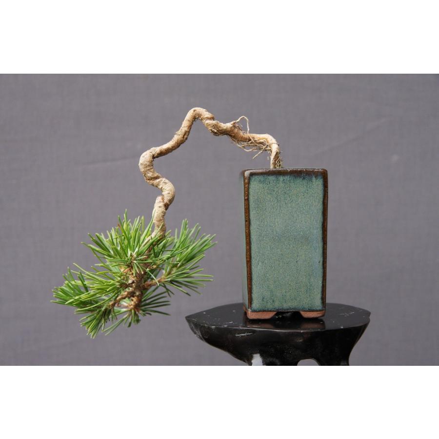 株）一樹園 黒松 小品盆栽／樹齢7年 : 一樹園 - 通販 - Yahoo