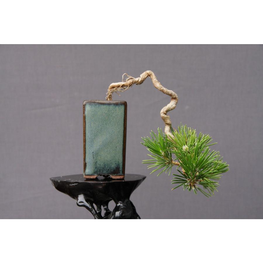 株）一樹園 黒松 小品盆栽／樹齢7年 : 一樹園 - 通販 - Yahoo