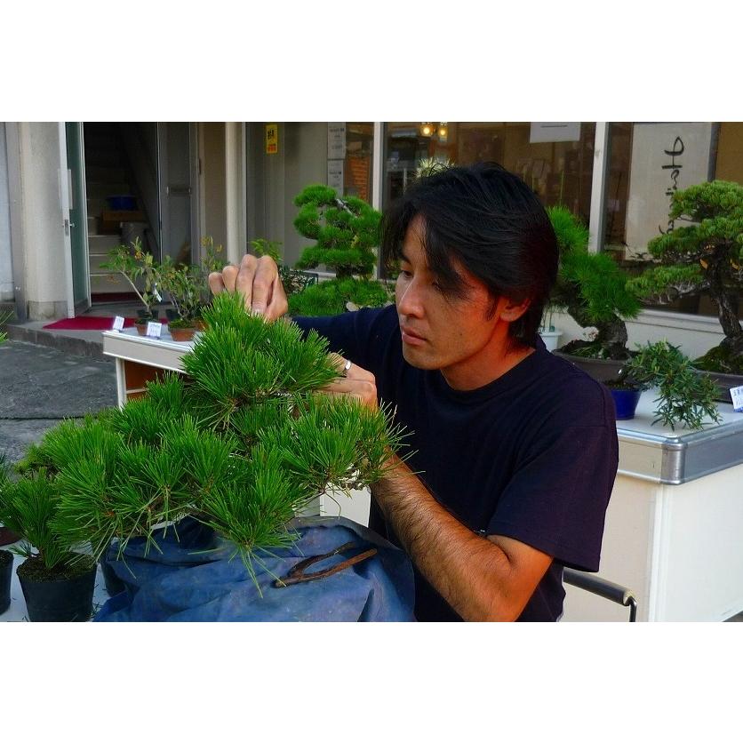 株）一樹園 宮島五葉松 中品盆栽／樹齢35年 : 一樹園 - 通販 - Yahoo