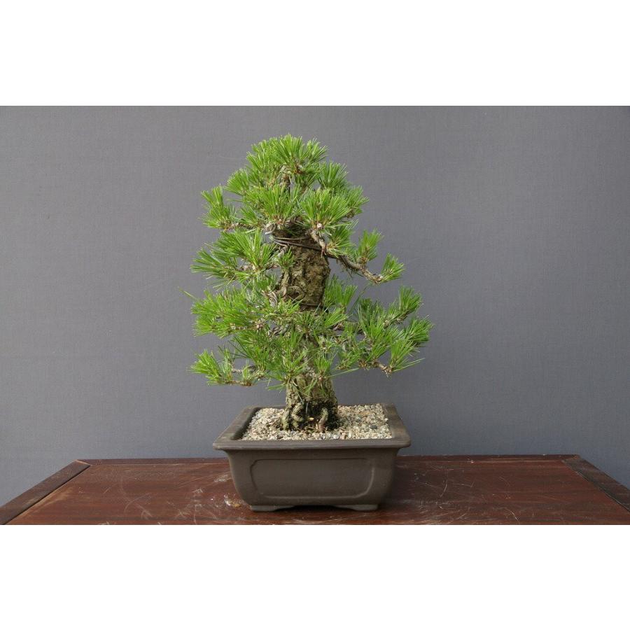株）一樹園 黒松 中品盆栽 樹齢30年 : 一樹園 - 通販 - Yahoo!ショッピング