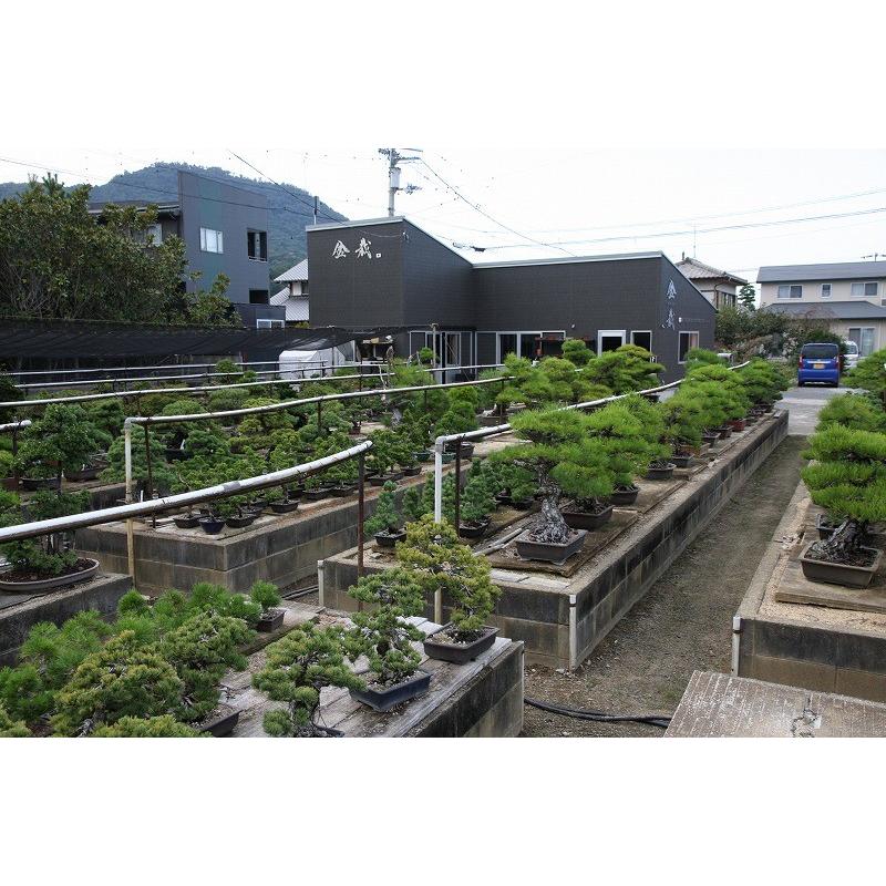 株）一樹園 黒松 中品盆栽 樹齢30年 : 一樹園 - 通販 - Yahoo!ショッピング