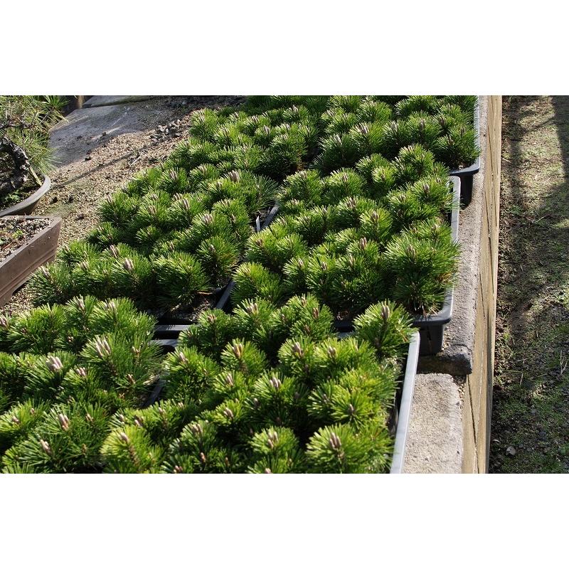 株）一樹園 千寿丸5本セット 小品盆栽／樹齢4年 : 一樹園 - 通販