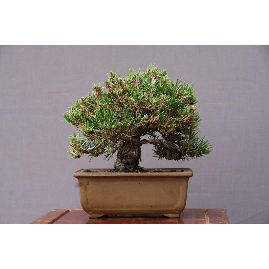 【中古品/USED】 （株）一樹園　　千寿姫【新品種】　　小品盆栽／樹齢20年 【X7207337962】(25500円)