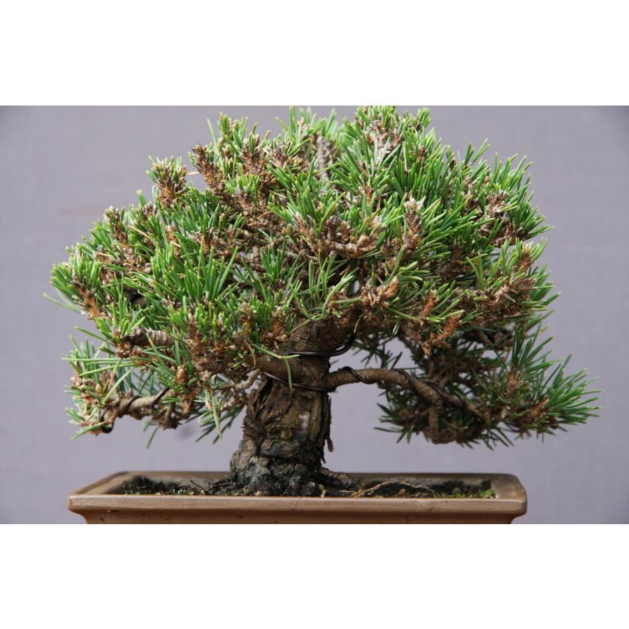 【中古品/USED】 （株）一樹園　　千寿姫【新品種】　　小品盆栽／樹齢20年 【X7207337962】(25500円)