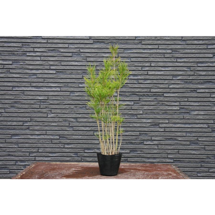 株）一樹園 赤松5鉢セット 中品盆栽／樹齢6年 : 一樹園 - 通販