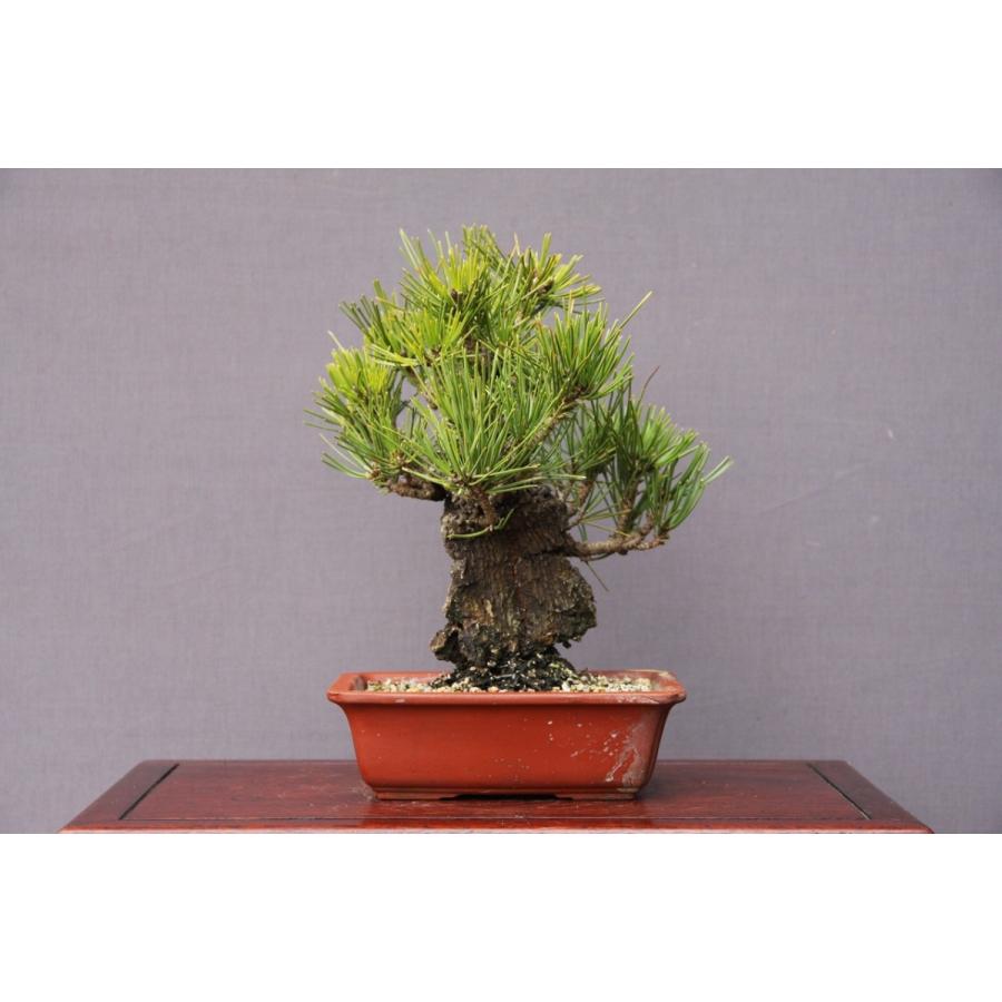 株）一樹園 夢錦松 小品盆栽／樹齢20年 : 一樹園 - 通販 - Yahoo