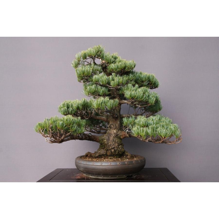 アウトレット 買取 株 一樹園 五葉松 大品盆栽 樹齢５０年 あす楽在庫 Razzaqassociates Com